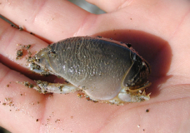 Sand crab