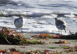 Sanderlings