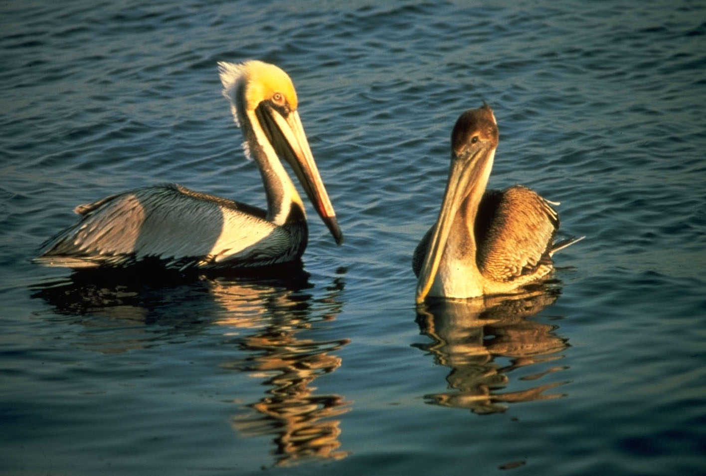 Brown Pelicans