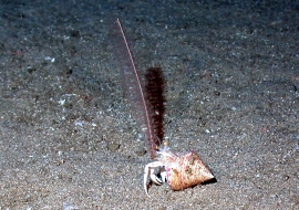 Sea pen
