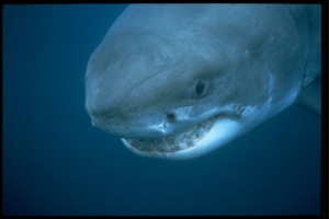 White Shark