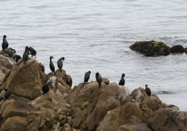 Brandt's Cormorants