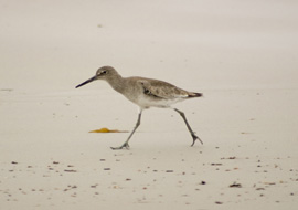 Willet