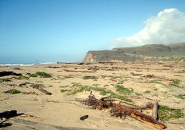 Nereocystis kelp