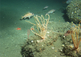Rockfish on sea floor