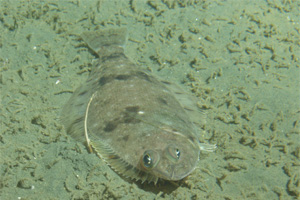 Canary rockfish
