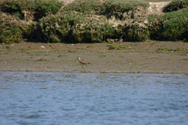 Elkhorn slough bank
