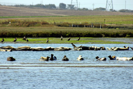 Resting harbor seals