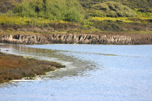 Elkhorn Slough