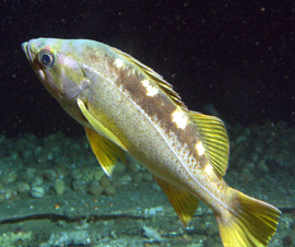 Yellowtail rockfish