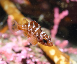 Gopher rockfish