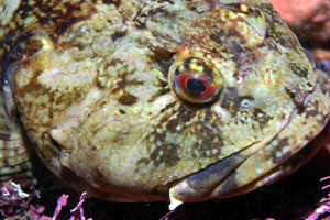 Fish eye