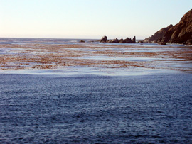 Kelp forest