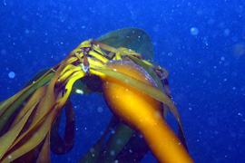 Nereocystis kelp