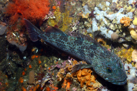 Ling cod