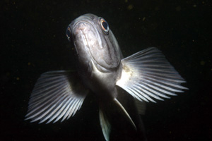 blue rockfish