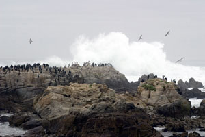 Rocky Shore