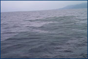 Velella Two