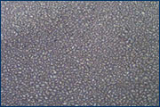 Velella Three