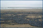Velella Four