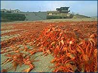 Pelagic Red Crabs on Beach