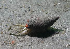 Snail on sandy floor