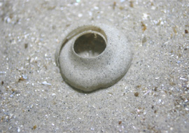 Egg case on sandy floor