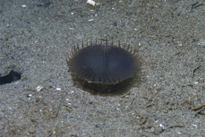 Lilypad worm