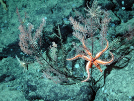 Crinoids