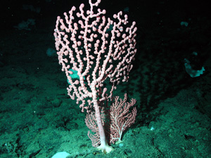 bubblegum coral