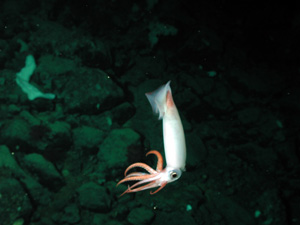 Clawed armhook squid