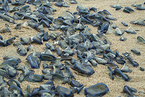 Velella velella on beach