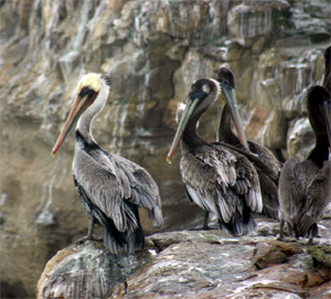 Brown pelicans
