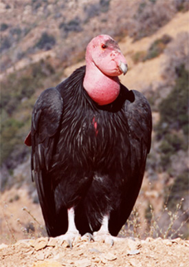 Calfornia condor