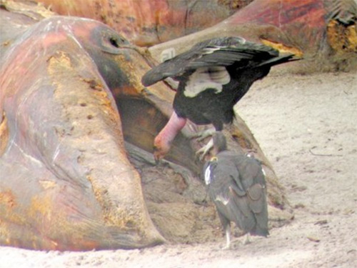 Condors feeding on gray whale