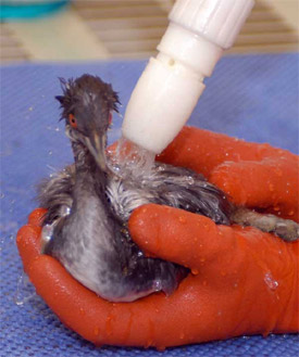 Bird being washed