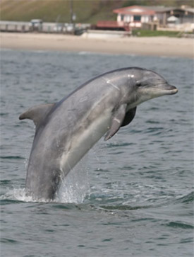 Bottlenose dolphin