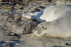 Mother and her pup