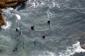 Elephant seals in surf