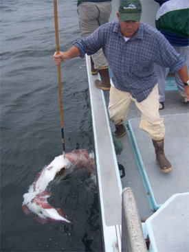 Researcher collecting squid carcass