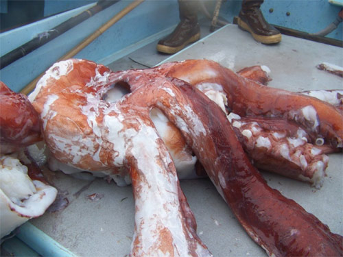 Portions of giant squid carcass