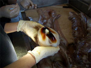 Architeuthis dux carcass