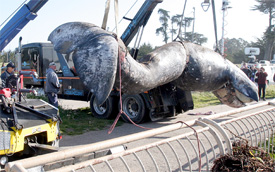 Carcass hoisted up a cliff and loaded for transport