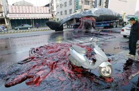 Exploded sperm whale