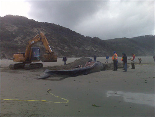 Gray whale being buried on beach