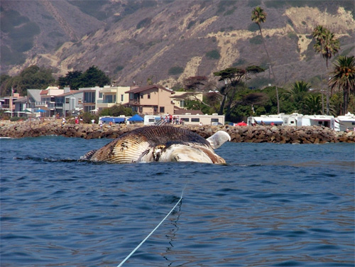 Gray whale being buried on beach