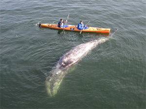 Gray whale carcass discovered off Santa Cruz wharf