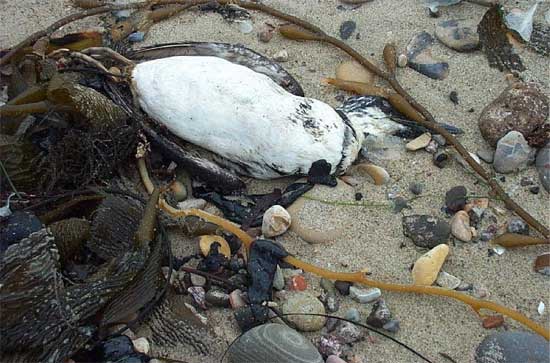 dead whale