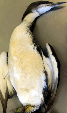 Pacific loon coated with yellow-green surfactant