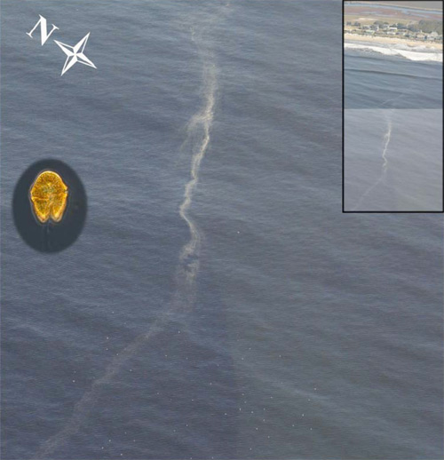 Algae bloom off Pajaro Dunes Colony